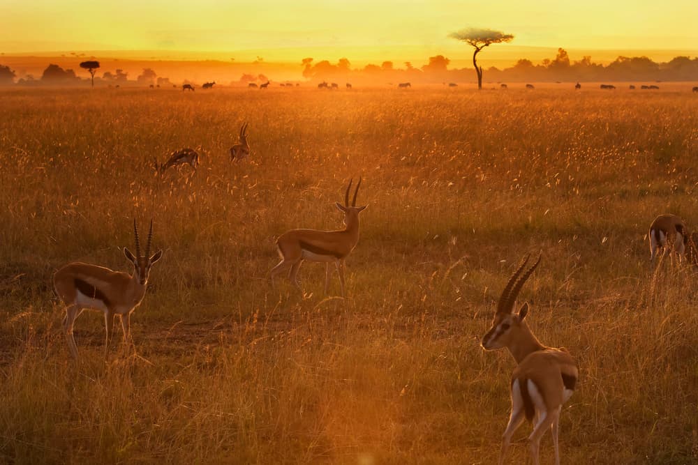 Golden Savanna Gazelles by Phillip Chang — canvas wall art