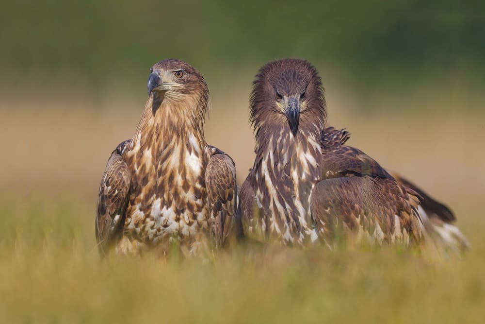 Wild Eagle Duo by David Manusevich — canvas wall art