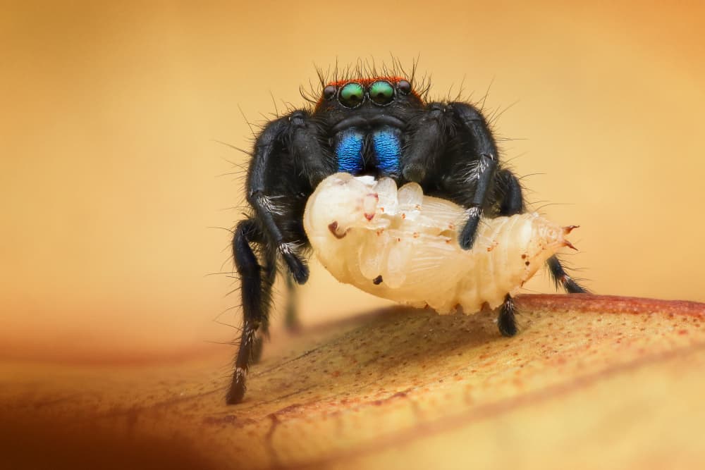 Vivid Jumping Spider by Ajar Setiadi — canvas wall art