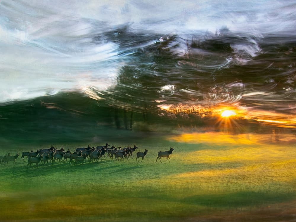 Moving Elk Golden Sunset by Shenshen Dou — canvas wall art