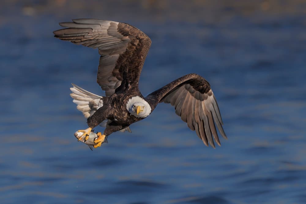 Majestic Eagle Catch by Jun Zuo — canvas wall art