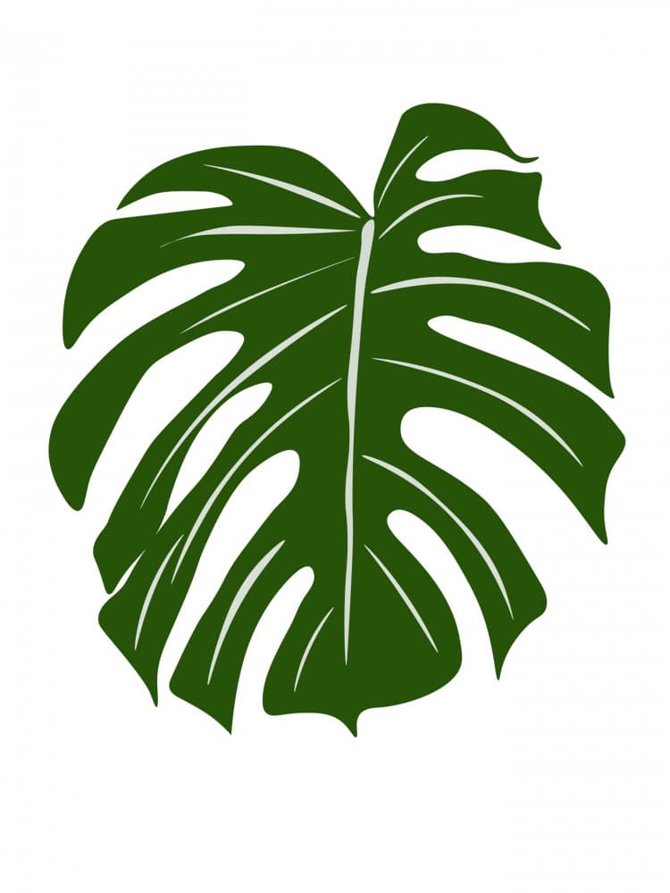 Vibrant Green Monstera Leaf by Elizabeth C — canvas wall art