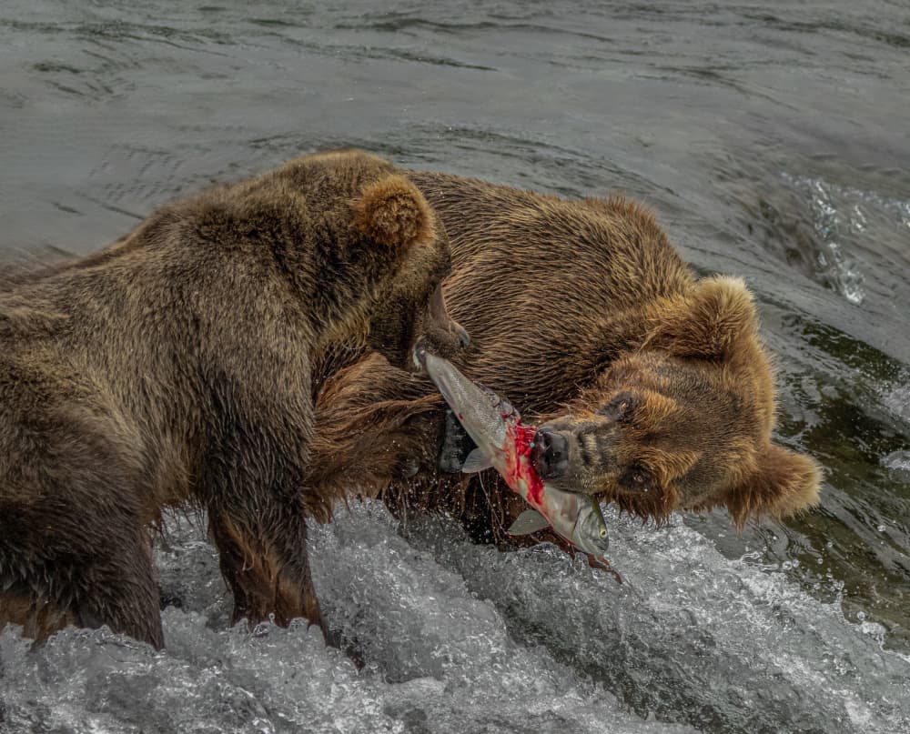 Grizzly Bears Fishing Salmon by Yuan Su — canvas wall art