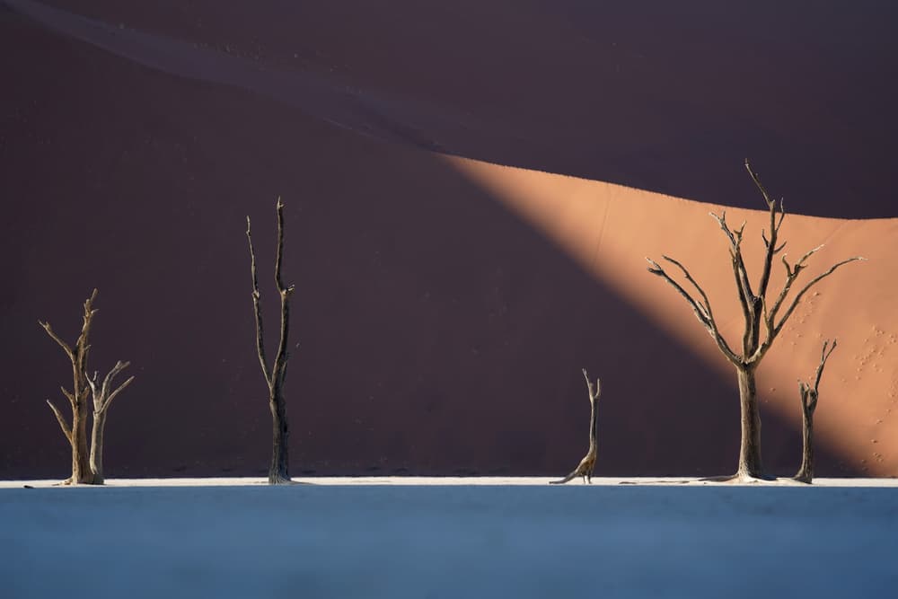 Stark Desert Trees by Sarawut Intarob — canvas wall art