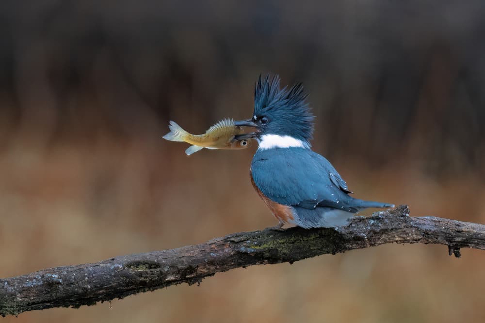 Kingfisher's Fresh Catch by Robert Zhang — canvas wall art