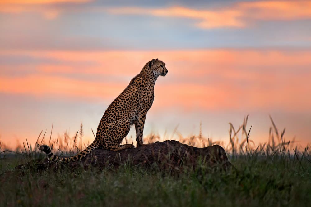 Cheetah Sunset Watch by Xavier Ortega — canvas wall art