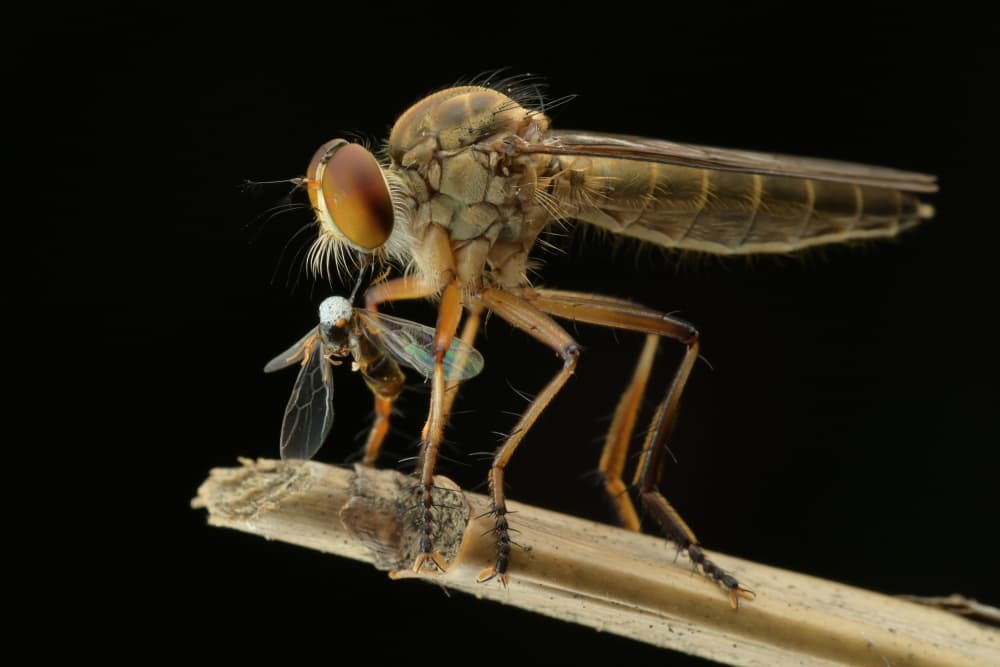 Robber Fly With Prey by Rawisyah Aditya — canvas wall art