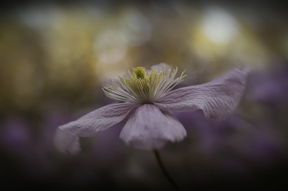 Soft Purple Clematis by Marie-anne Stas — canvas wall art
