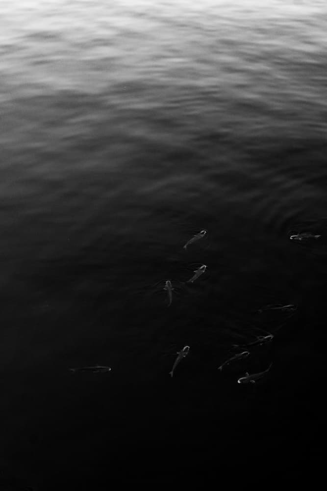 Swimming Fish Shadows by Aimee Giles — canvas wall art