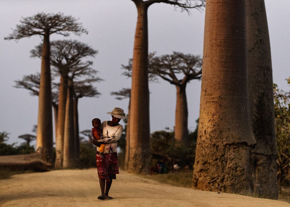 Mother and Child Baobab Alley by Gina Buliga — canvas wall art
