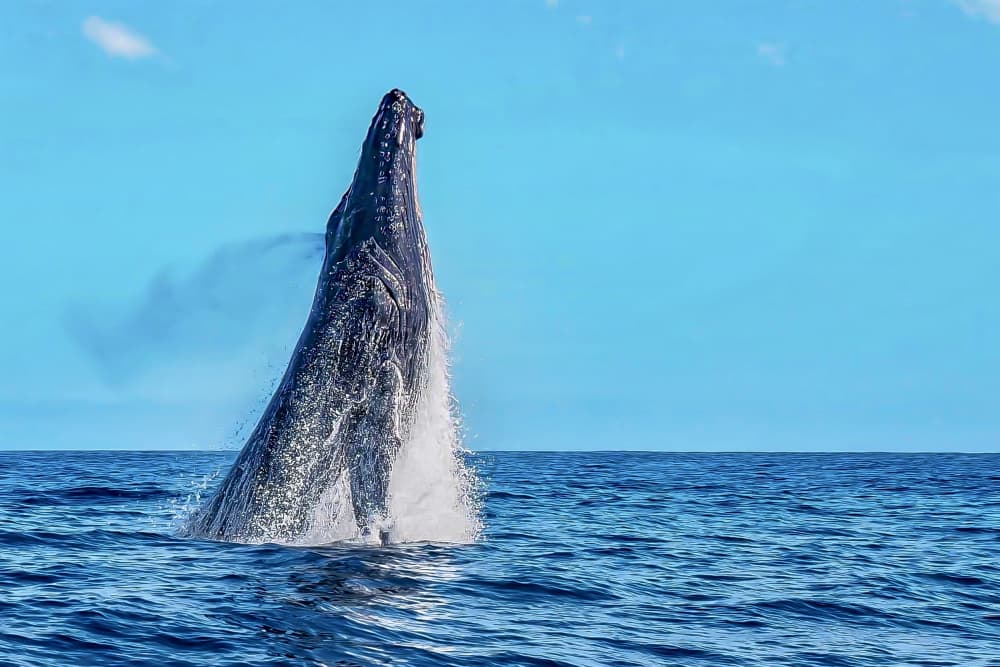 Ocean Whale Breaching by Serge Melesan — canvas wall art