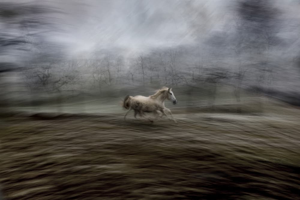 Running White Horse by Milan Malovrh — canvas wall art