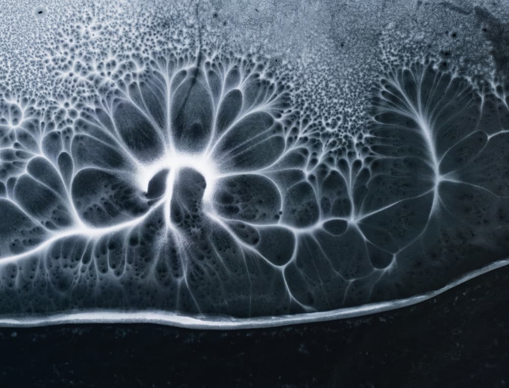 Frozen Branching Pattern by Leszek Paradowski — canvas wall art