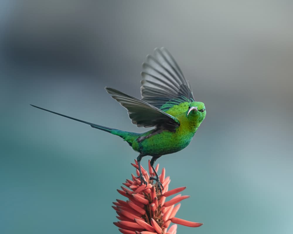 The sunbird by Joan Zhang — canvas wall art
