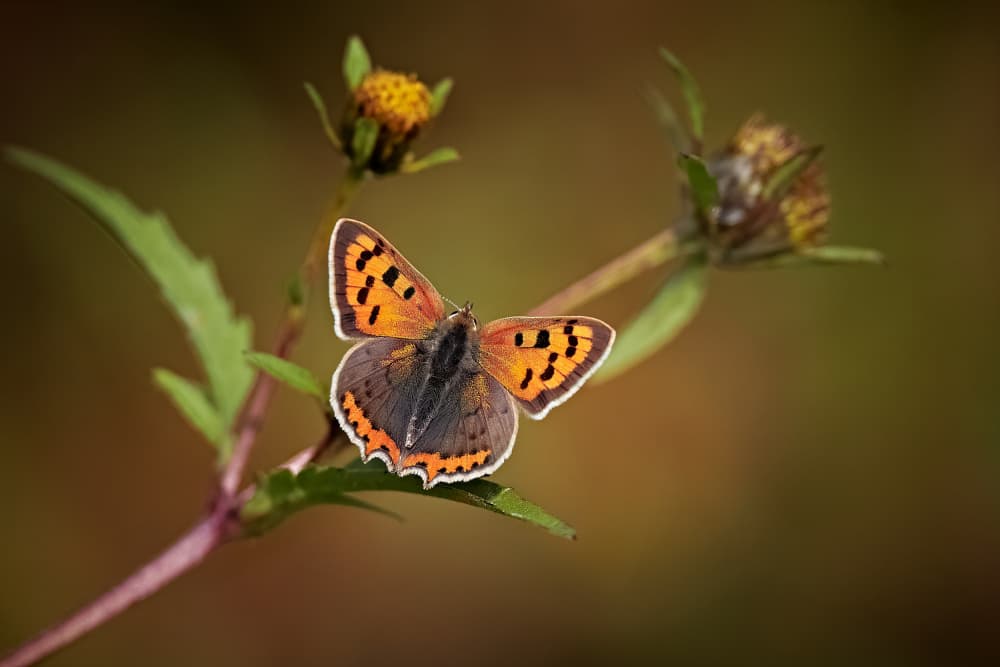 Vibrant Orange Butterfly by Stuart Williams — canvas wall art