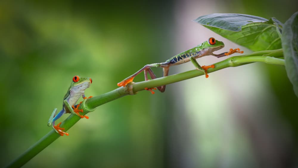 Vibrant Tree Frog Duo by tianhuayu — canvas wall art