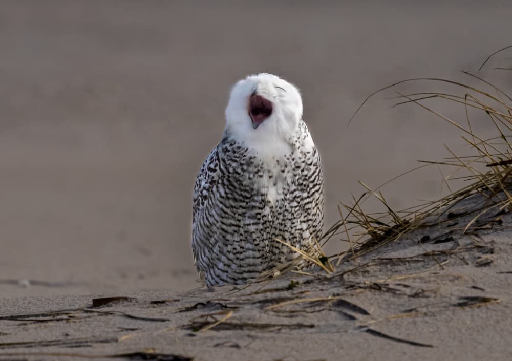 Yawning Snowy Owl by Ling Jiang — canvas wall art