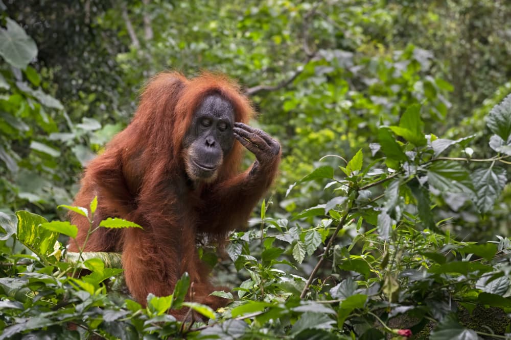 Thoughtful Orangutan by Marco Pozzi — canvas wall art