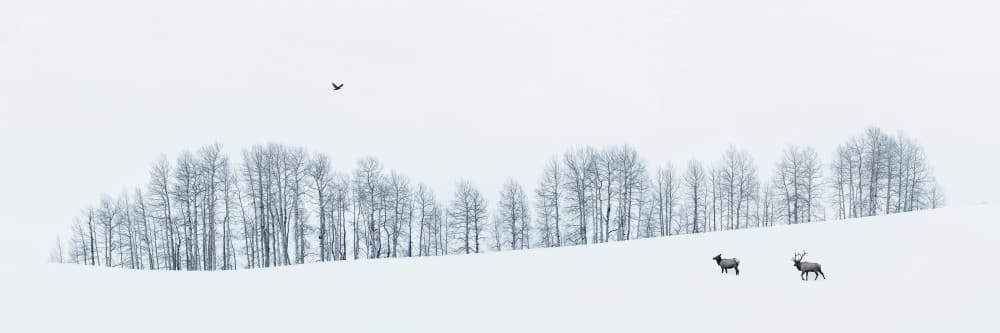 Deer In White Winter by Mei Xu — canvas wall art