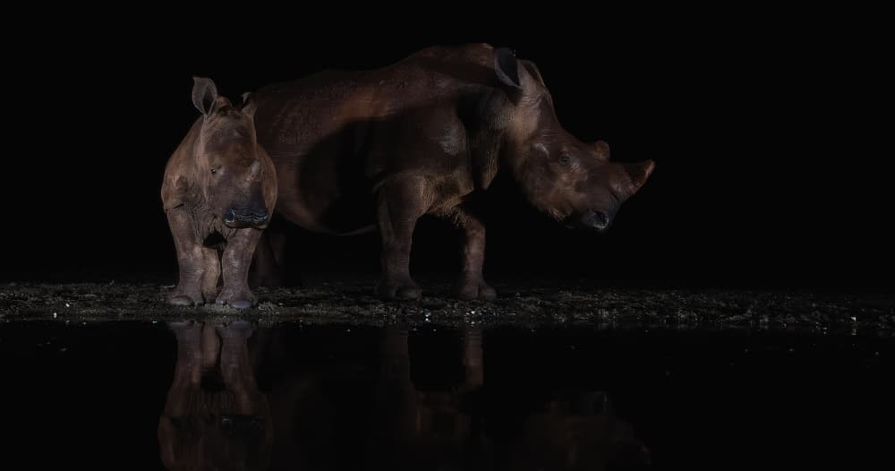 Night Rhinos Reflect by Peet van den Berg — canvas wall art