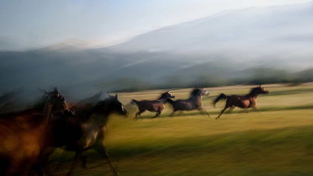 Galloping Wild Horses by Milan Malovrh — canvas wall art