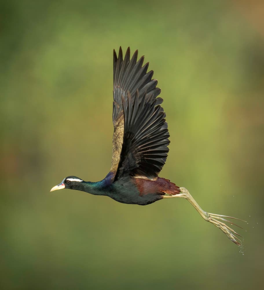 Graceful Jacana Flight by Rajat Dhesi — canvas wall art