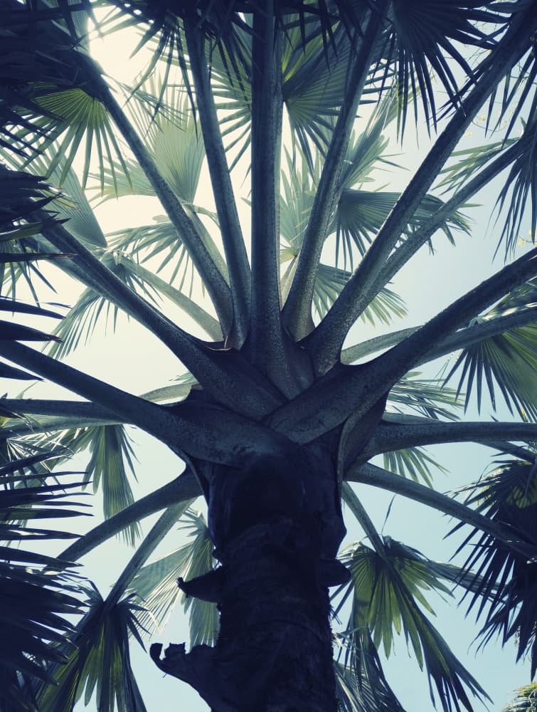 Upward Palm View by Angelo Cerantola — canvas wall art