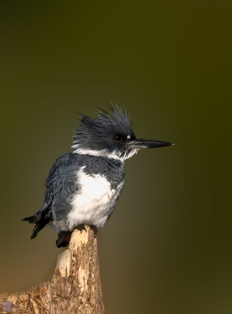 Belted Kingfisher Perched by Songhu Yan — canvas wall art