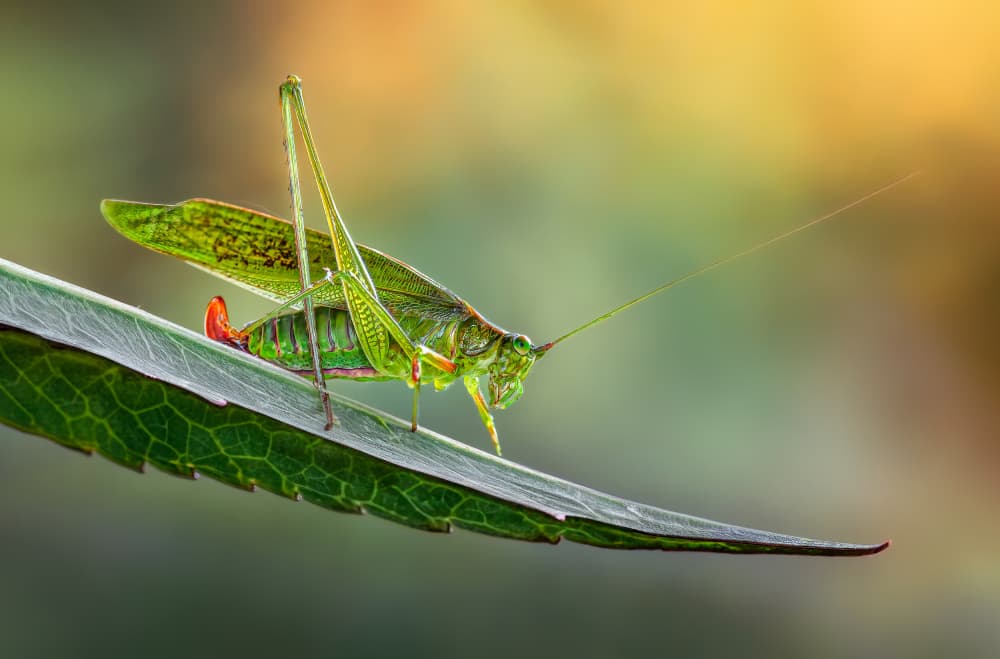 Vivid Green Grasshopper by Atul Saluja — canvas wall art