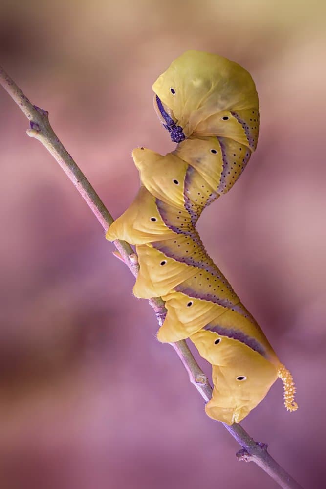 Vibrant Hornworm Caterpillar by Fabrizio Daminelli — canvas wall art