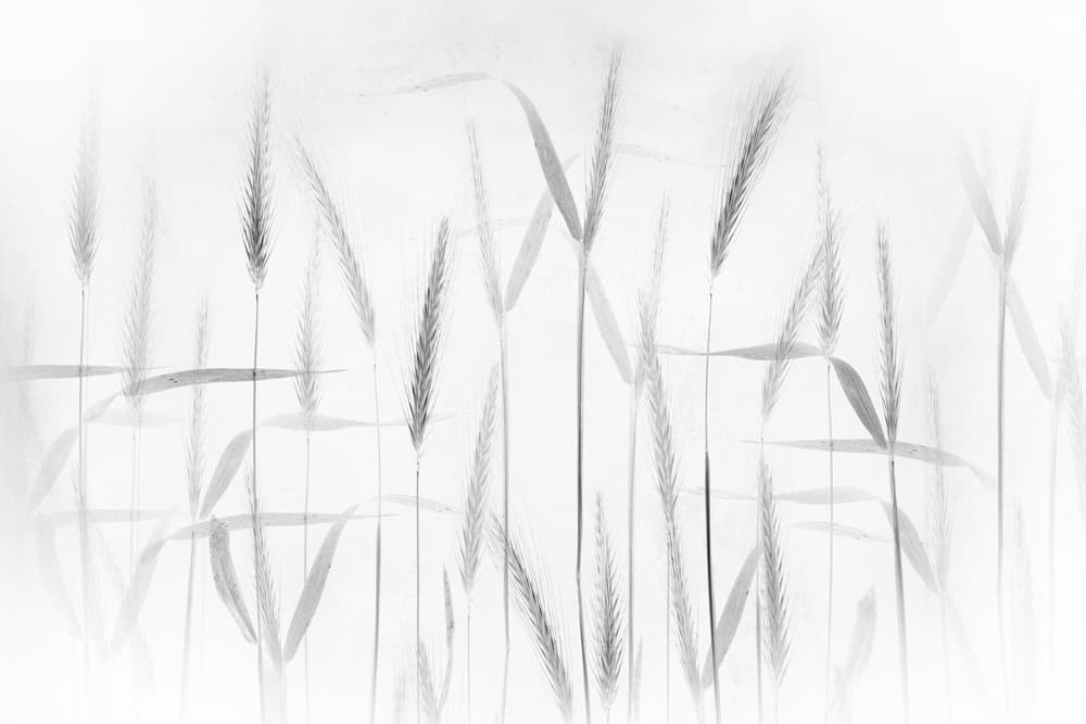 Ethereal Wheat Stalks by Greetje van Son — canvas wall art