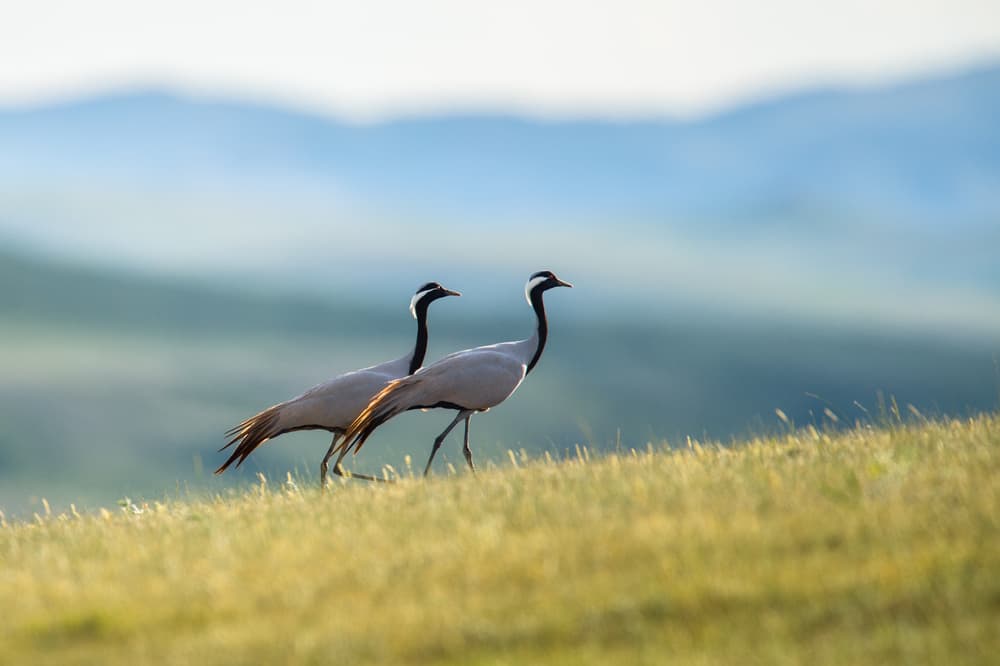Elegant Cranes Walking by C. Mei — canvas wall art