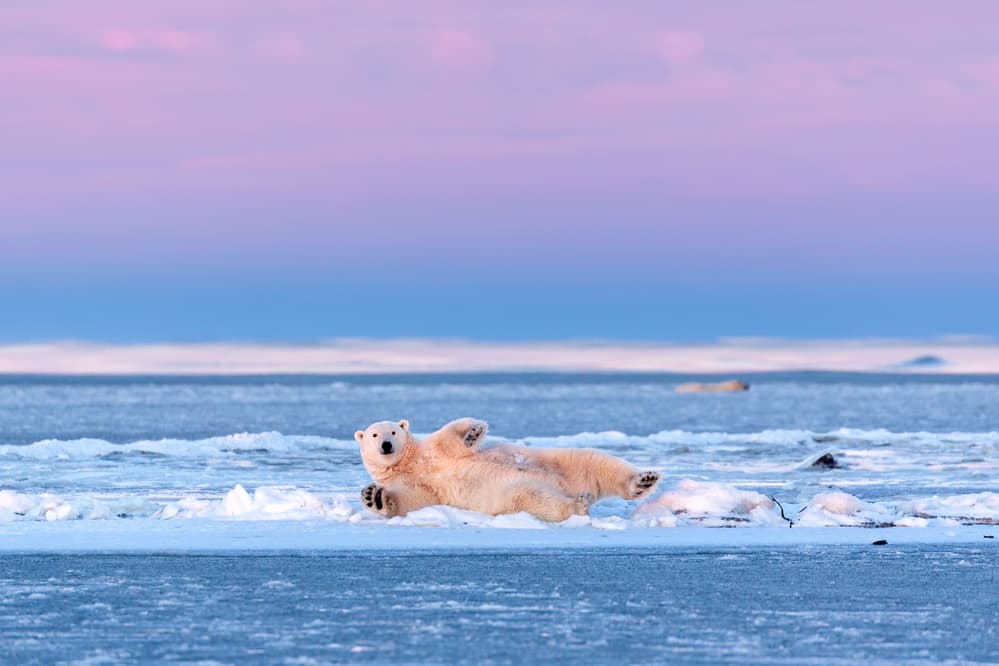 Playful Polar Bear by Eiji Itoyama — canvas wall art