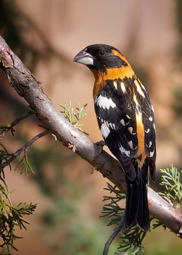 Orange Grosbeak Perched by verdon — canvas wall art