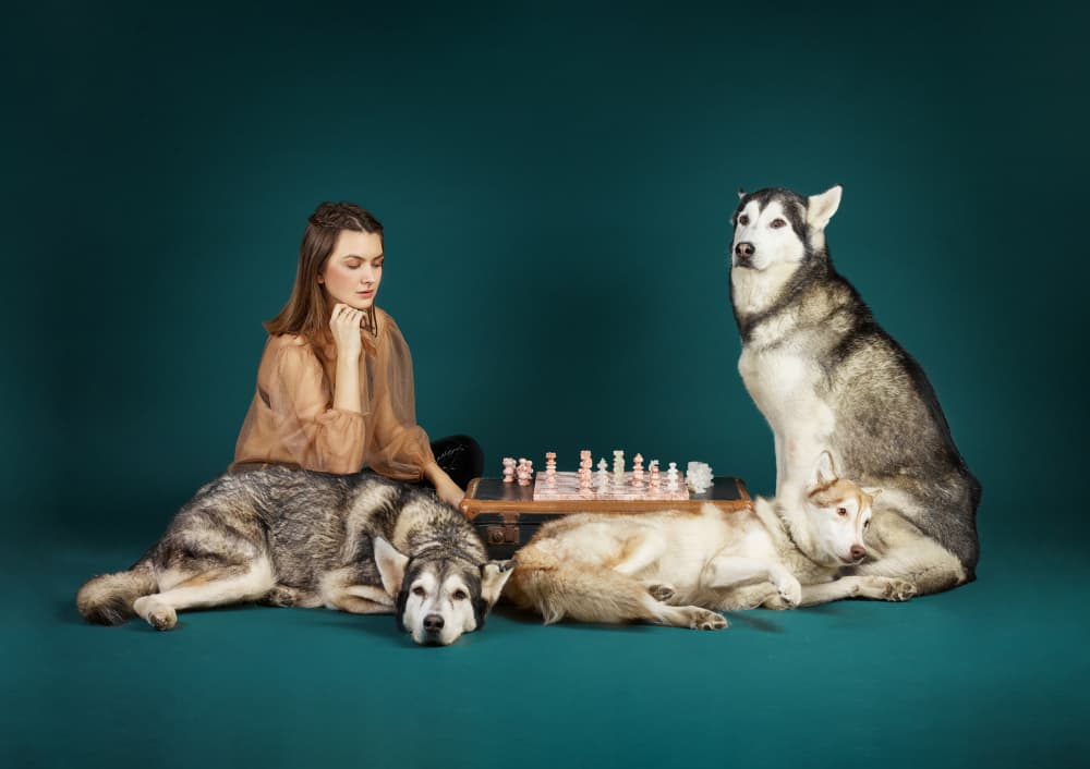 Chess with Huskies by Michael Allmaier — canvas wall art