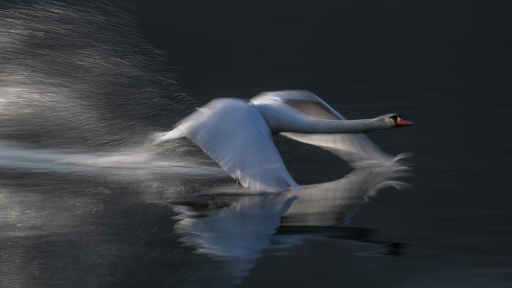 Graceful Swan Takes Flight by Milan Malovrh — canvas wall art
