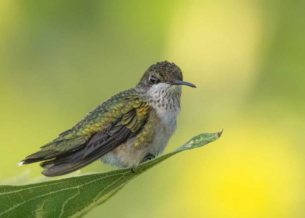 Perched Green Hummingbird by Robert Zhang — canvas wall art
