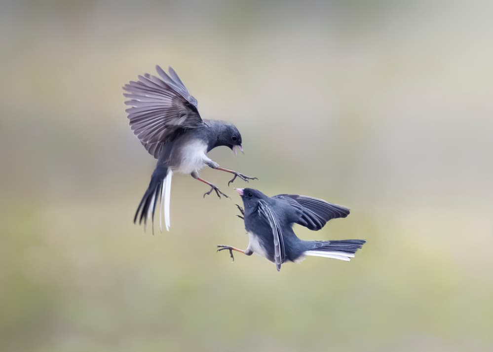Junco Midair Duel by Rob Li — canvas wall art