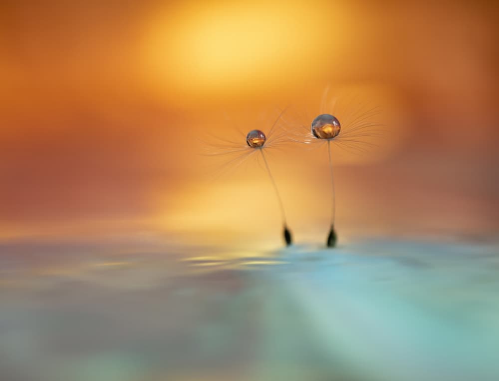 Glowing Dandelion Drops by Judy Tseng — canvas wall art