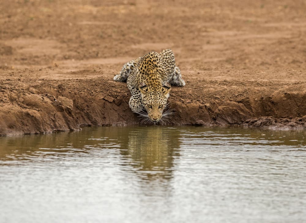 Leopard At The Waterhole by Jaco Marx — canvas wall art