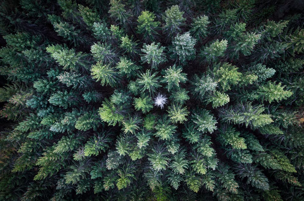 Lone Tree Forest by Christian Lindsten — canvas wall art