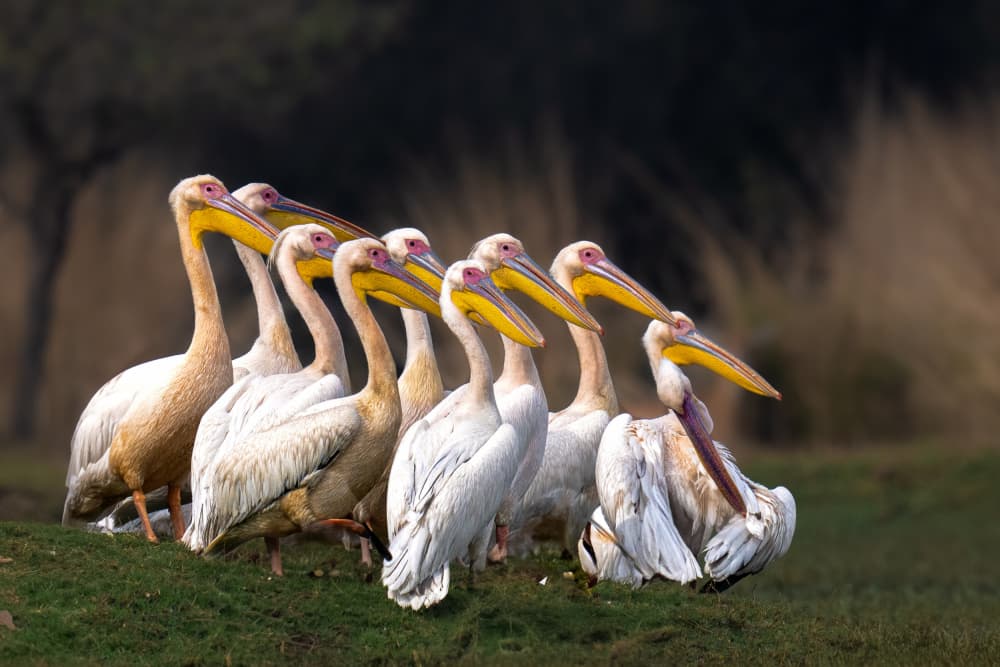White Pelicans Gather by Rajat Dhesi — canvas wall art
