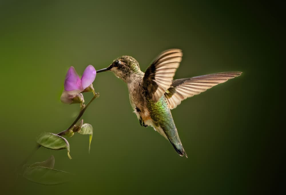 Hummingbird Nectar Sip by Yuan Su — canvas wall art