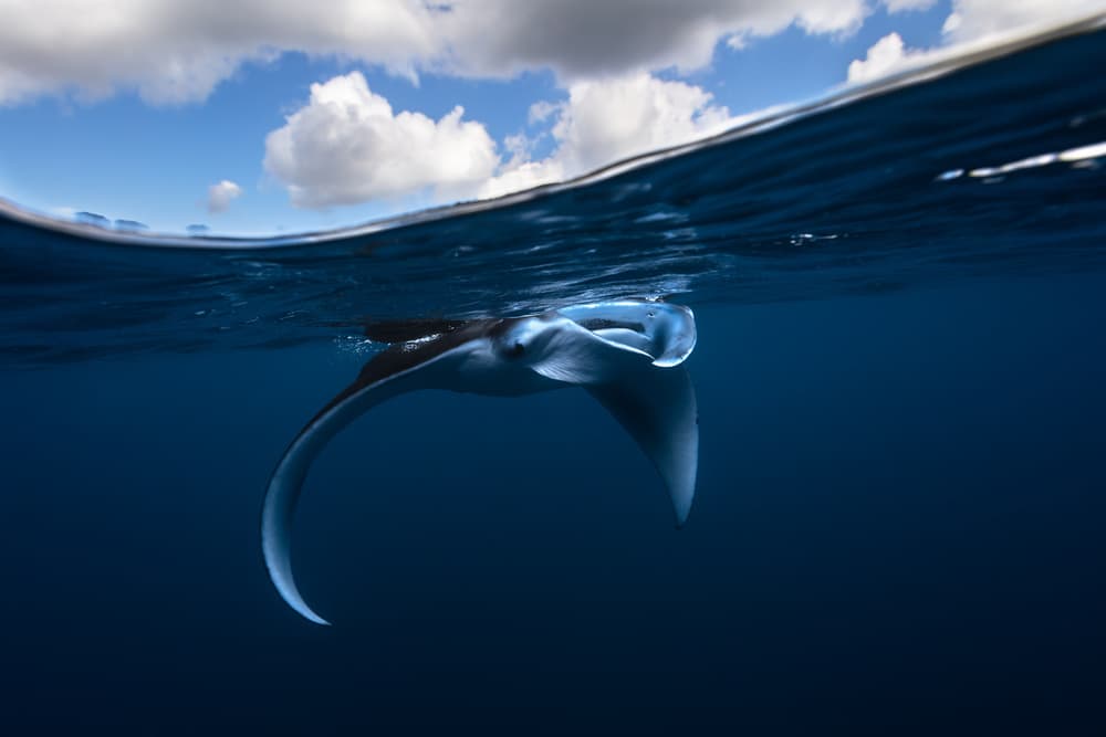 Underwater Manta Sky by Barathieu Gabriel — canvas wall art