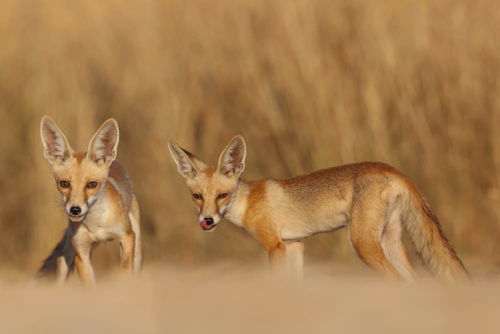 Curious Desert Foxes by David Manusevich — canvas wall art