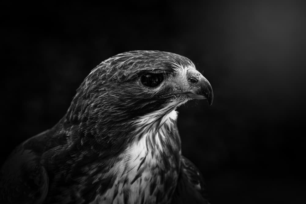 Majestic Hawk Portrait by Greetje van Son — canvas wall art