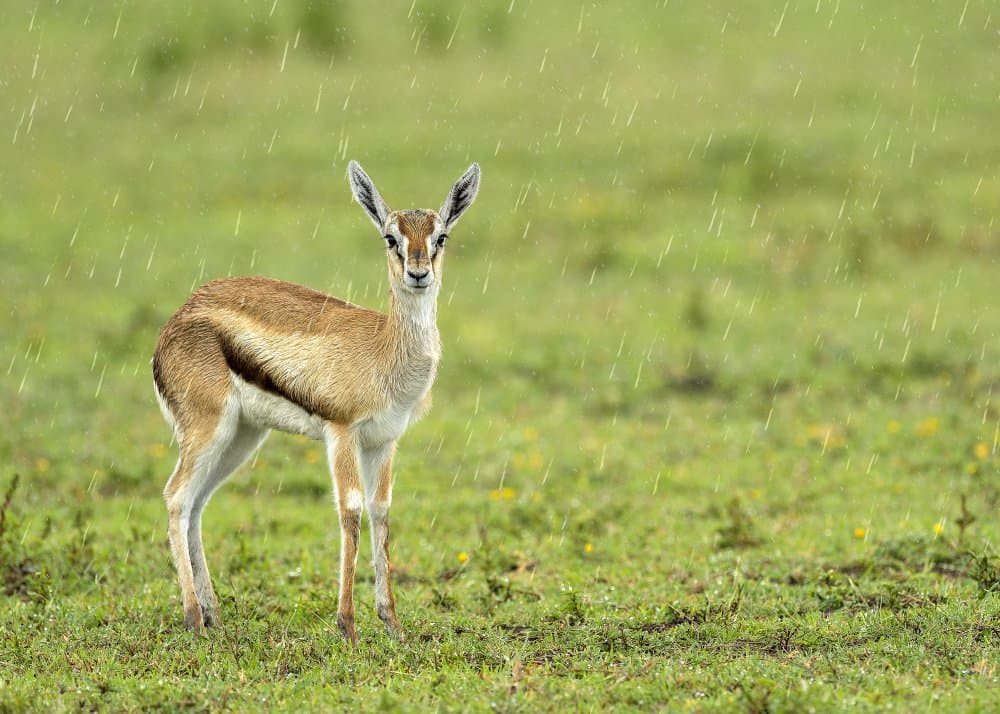 A Gazelle in the Rain by Eyal Amer — canvas wall art
