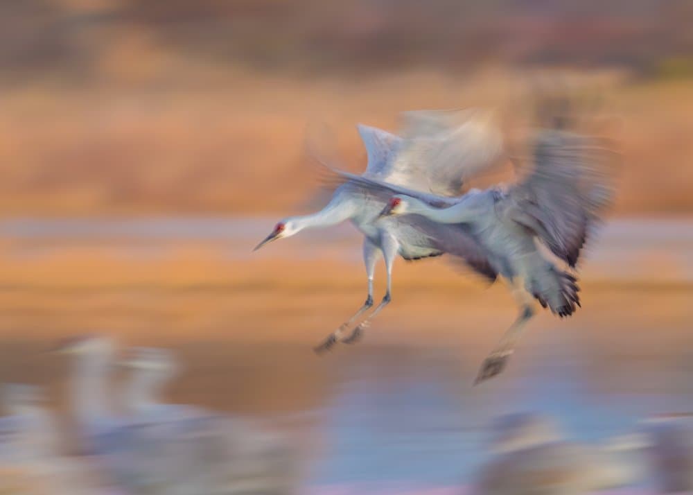 Cranes In Motion by John J. Chen — canvas wall art