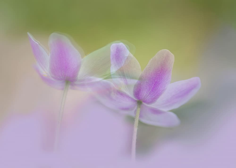 Soft Purple Dream Flowers by Ylva Sjögren — canvas wall art
