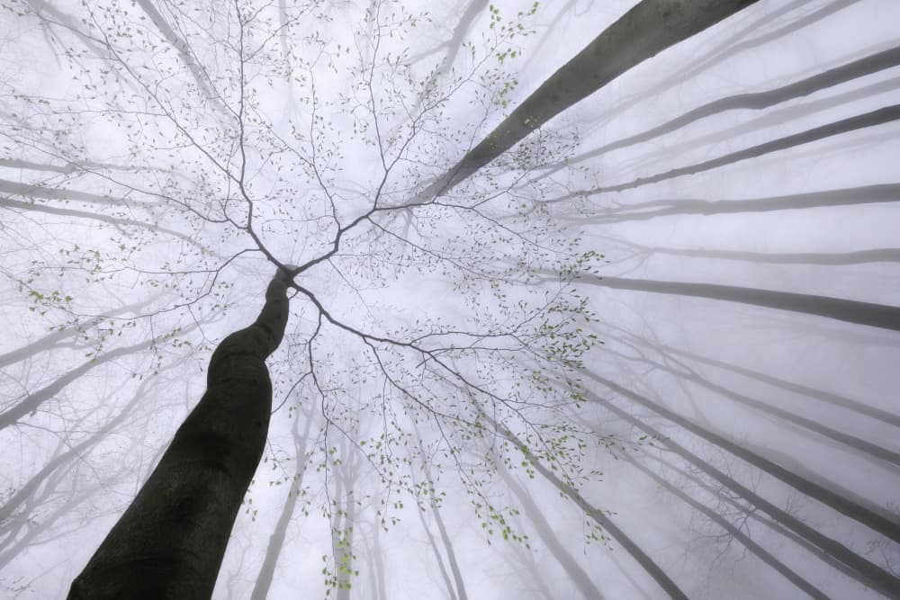 Misty Forest Canopy by Tom Pavlasek — canvas wall art